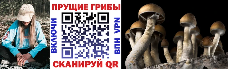 Галлюциногенные грибы мицелий Купить где Севск